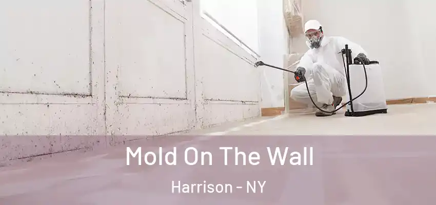 Mold On The Wall Harrison - NY