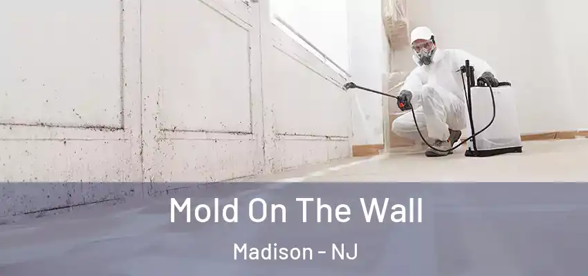  Mold On The Wall Madison - NJ
