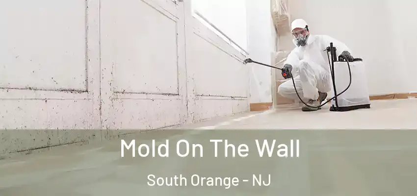Mold On The Wall South Orange - NJ