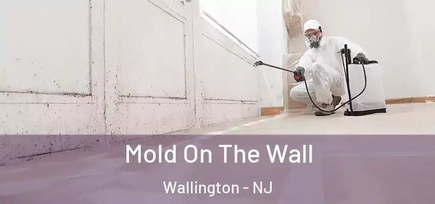  Mold On The Wall Wallington - NJ