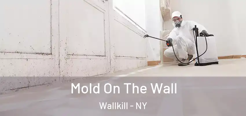 Mold On The Wall Wallkill - NY