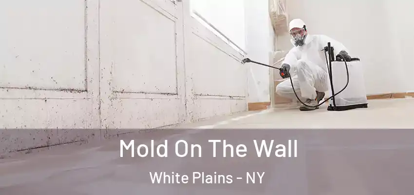  Mold On The Wall White Plains - NY