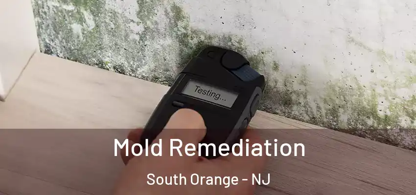 Mold Remediation South Orange - NJ