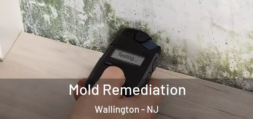  Mold Remediation Wallington - NJ