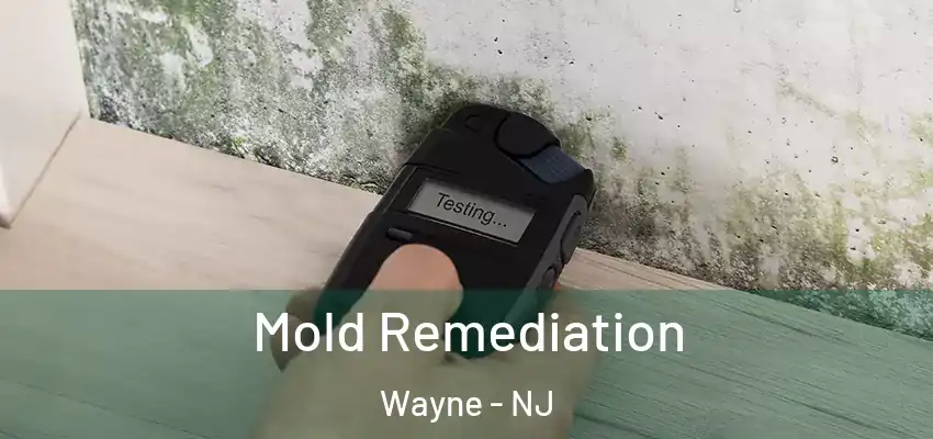 Mold Remediation Wayne - NJ