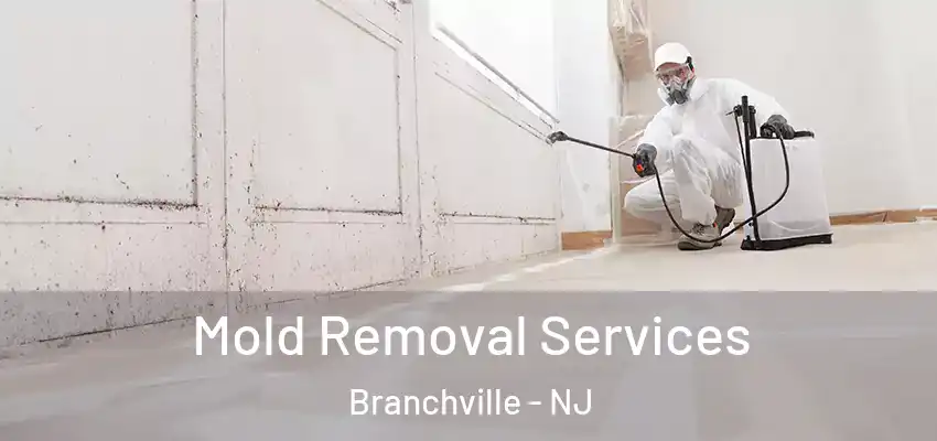 Mold Removal Services Branchville - NJ