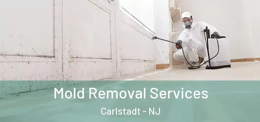 Mold Removal Services Carlstadt - NJ