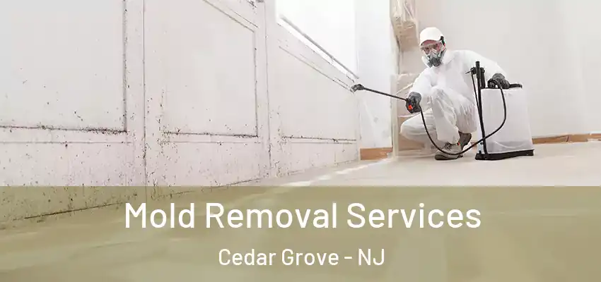 Mold Removal Services Cedar Grove - NJ