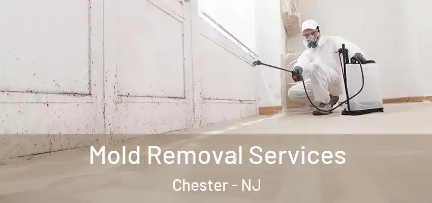  Mold Removal Services Chester - NJ