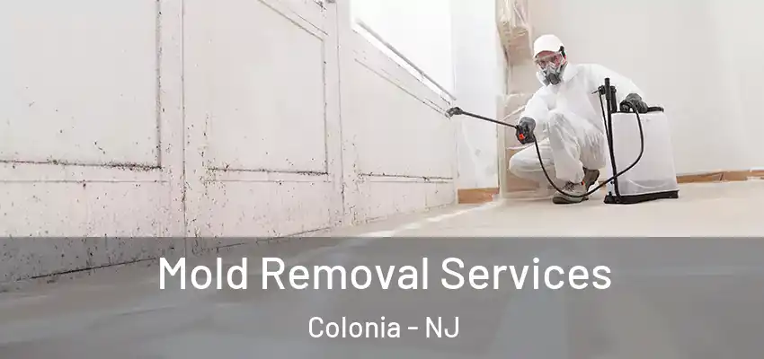  Mold Removal Services Colonia - NJ