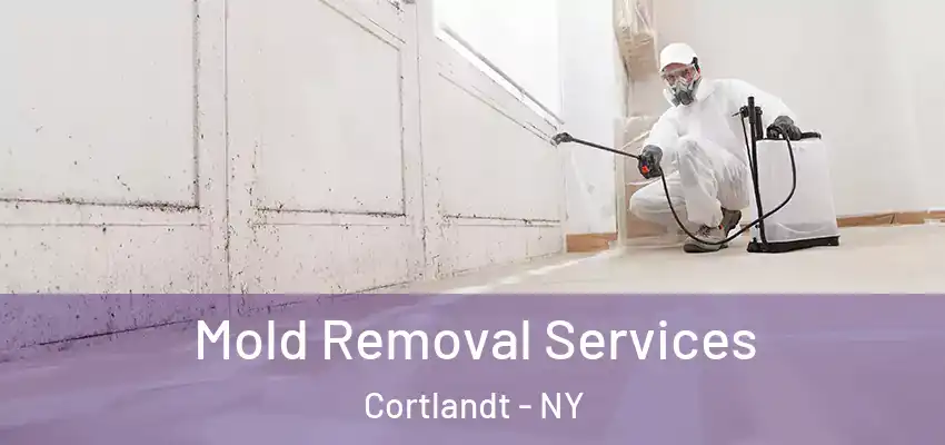 Mold Removal Services Cortlandt - NY