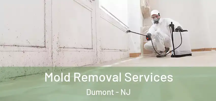  Mold Removal Services Dumont - NJ
