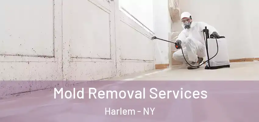 Mold Removal Services Harlem - NY