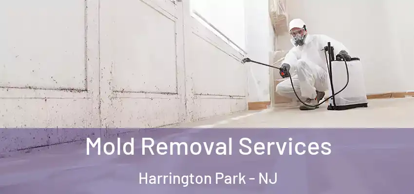  Mold Removal Services Harrington Park - NJ