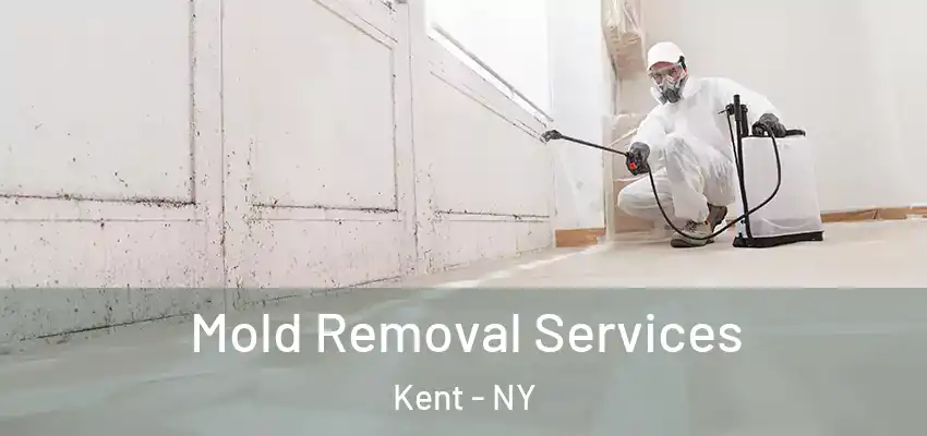 Mold Removal Services Kent - NY
