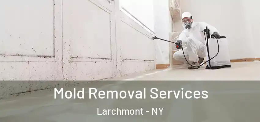  Mold Removal Services Larchmont - NY