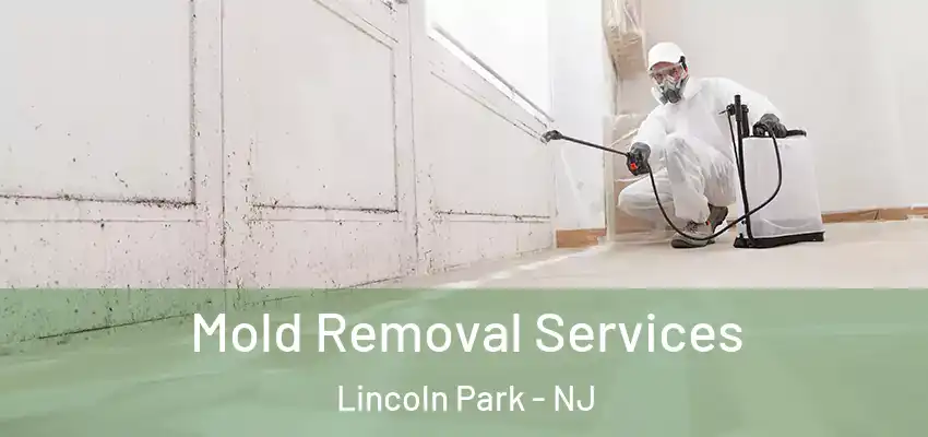  Mold Removal Services Lincoln Park - NJ