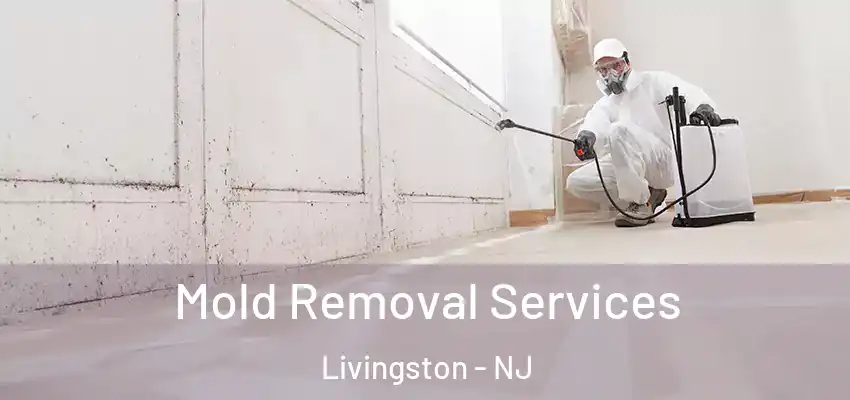 Mold Removal Services Livingston - NJ