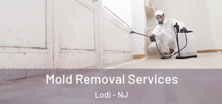  Mold Removal Services Lodi - NJ