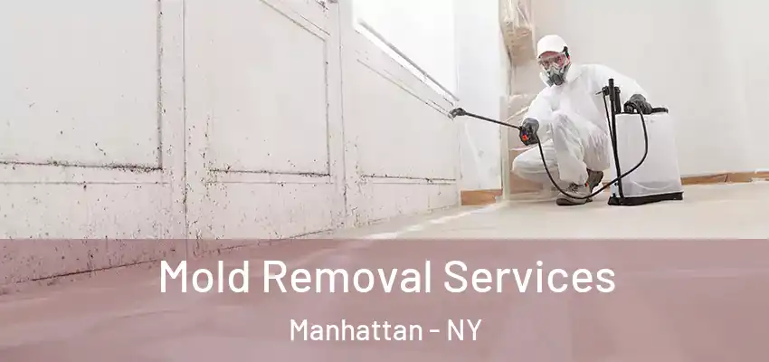 Mold Removal Services Manhattan - NY