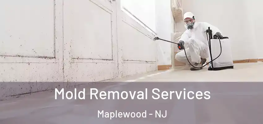  Mold Removal Services Maplewood - NJ