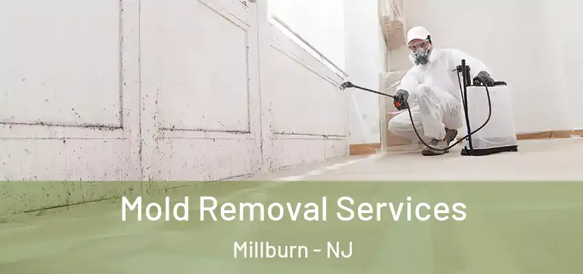 Mold Removal Services Millburn - NJ