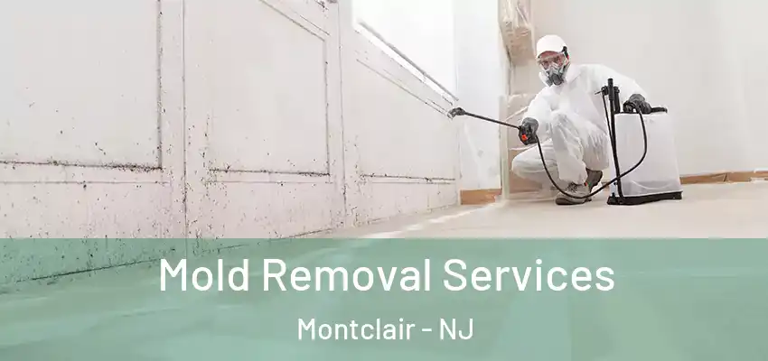Mold Removal Services Montclair - NJ