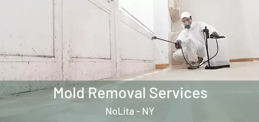 Mold Removal Services NoLita - NY