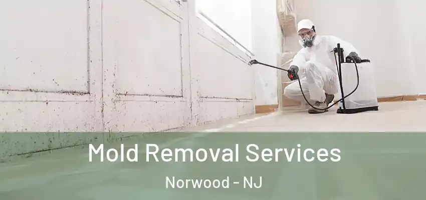 Mold Removal Services Norwood - NJ