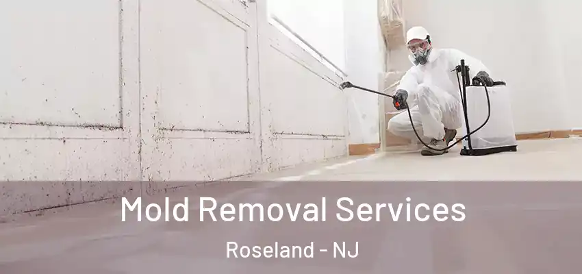  Mold Removal Services Roseland - NJ