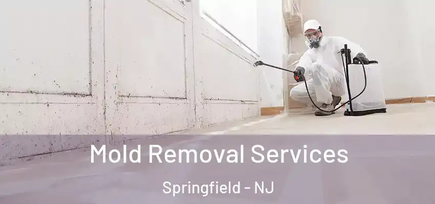 Mold Removal Services Springfield - NJ