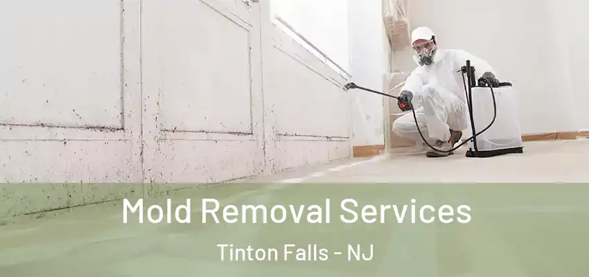 Mold Removal Services Tinton Falls - NJ