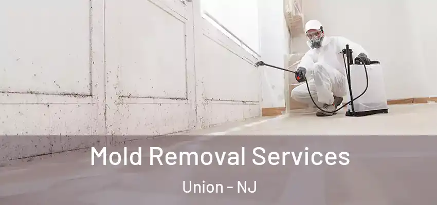 Mold Removal Services Union - NJ