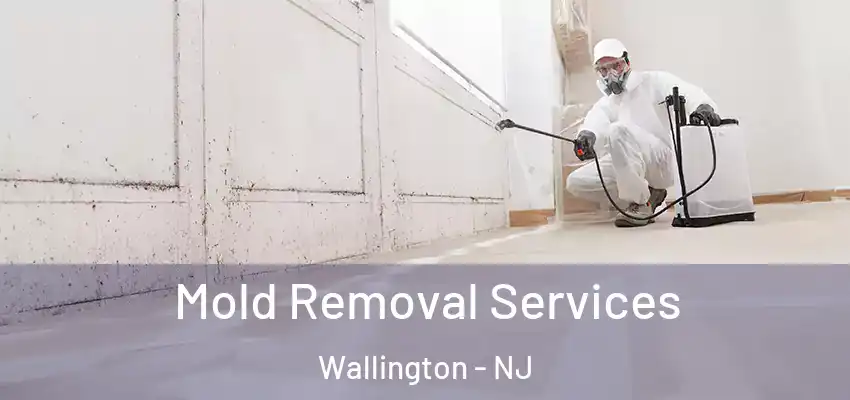 Mold Removal Services Wallington - NJ