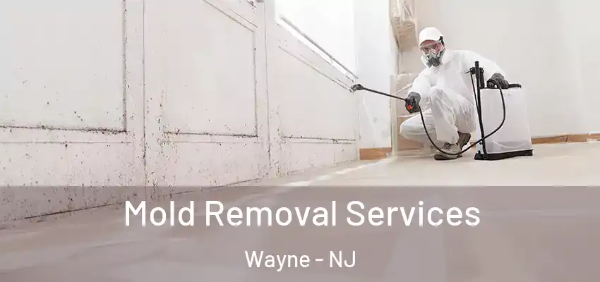 Mold Removal Services Wayne - NJ