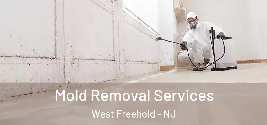  Mold Removal Services West Freehold - NJ