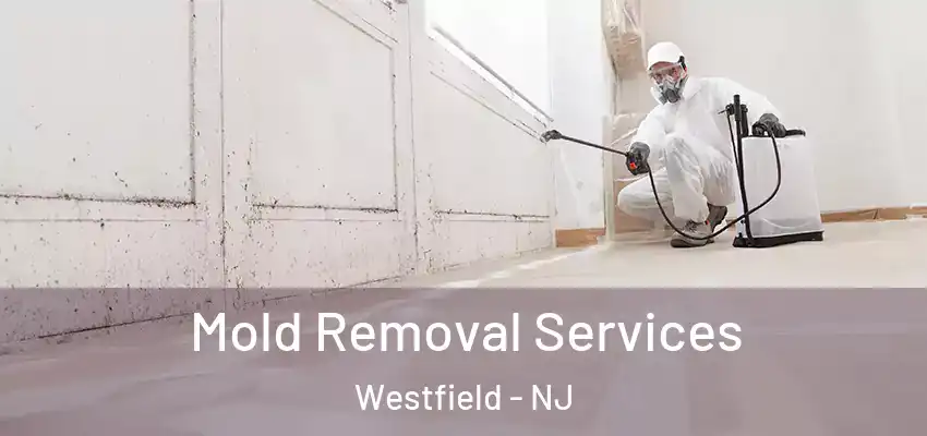 Mold Removal Services Westfield - NJ