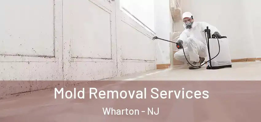  Mold Removal Services Wharton - NJ